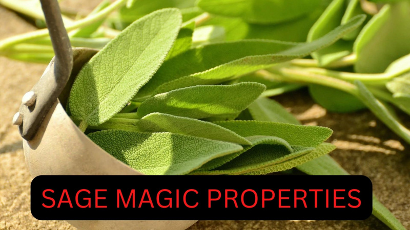 Sage Magic Properties - How Herbs Used For Magic?