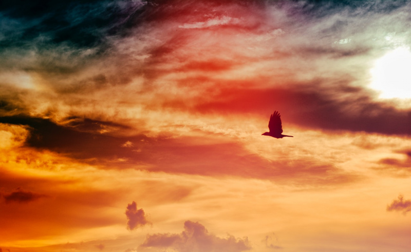   Ocell negre volant al cel durant la posta de sol
