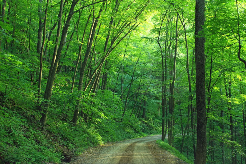   Zelený strom vedle silnice během dne