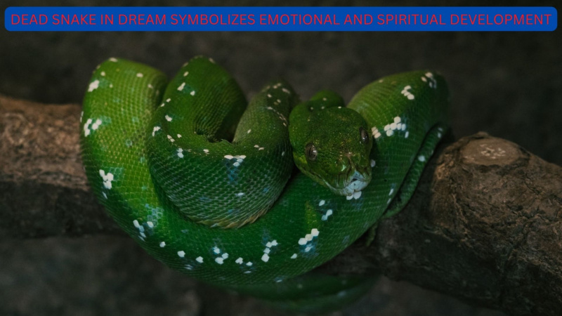 Död orm i dröm - känslomässig och andlig utveckling