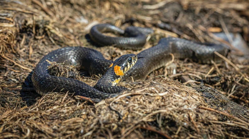   Detailní záběr na černého hada