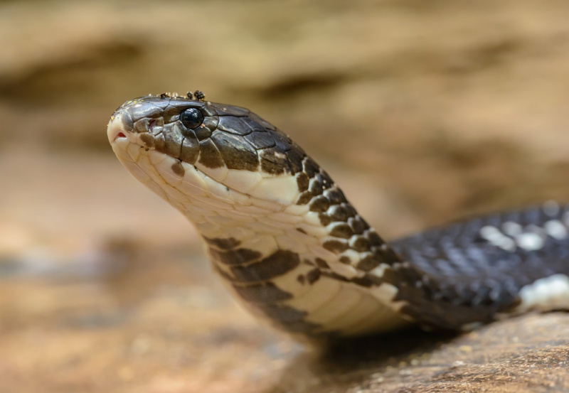   Close-up ng isang Cobra