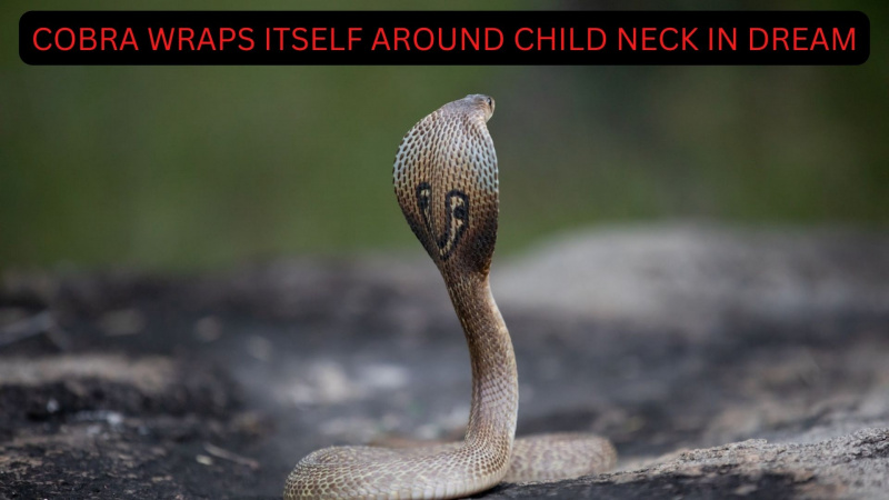 Cobra vikler seg rundt barnets hals i en drøm - hva betyr det?