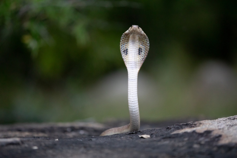   φίδι κόμπρα στο έδαφος