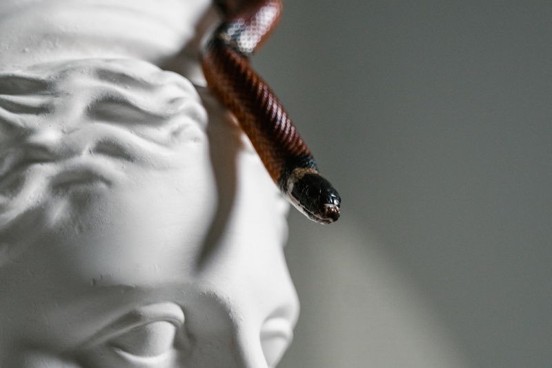   Φίδι που σέρνεται σε ένα γλυπτό's head