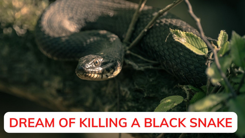 Rêver de tuer avec un serpent noir - Vous avez vaincu un ennemi inconnu