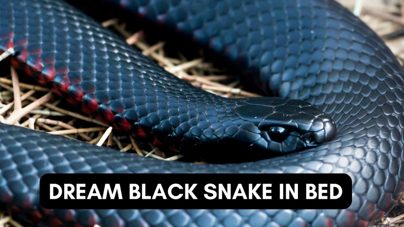   Dröm svart orm i sängen - en symbol för fallisk kraft