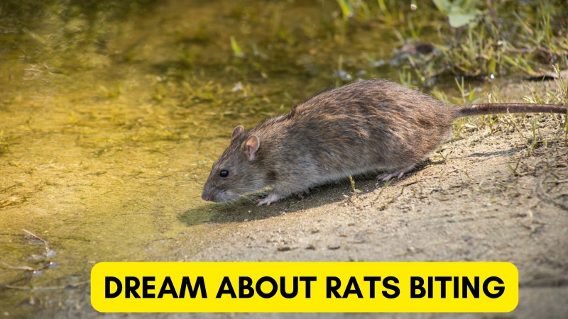 Снится, что крысы кусаются – появляются новые враги
