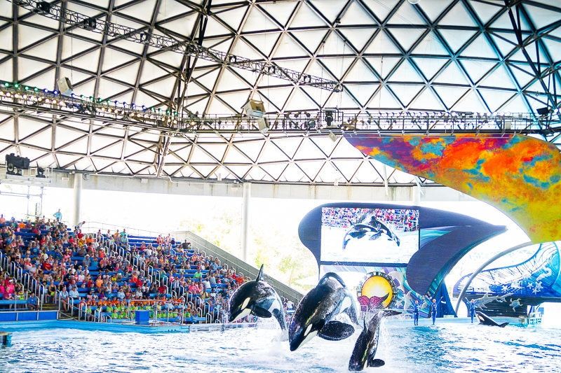 Шоуто на orca е едно от най-добрите шоута на SeaWorld