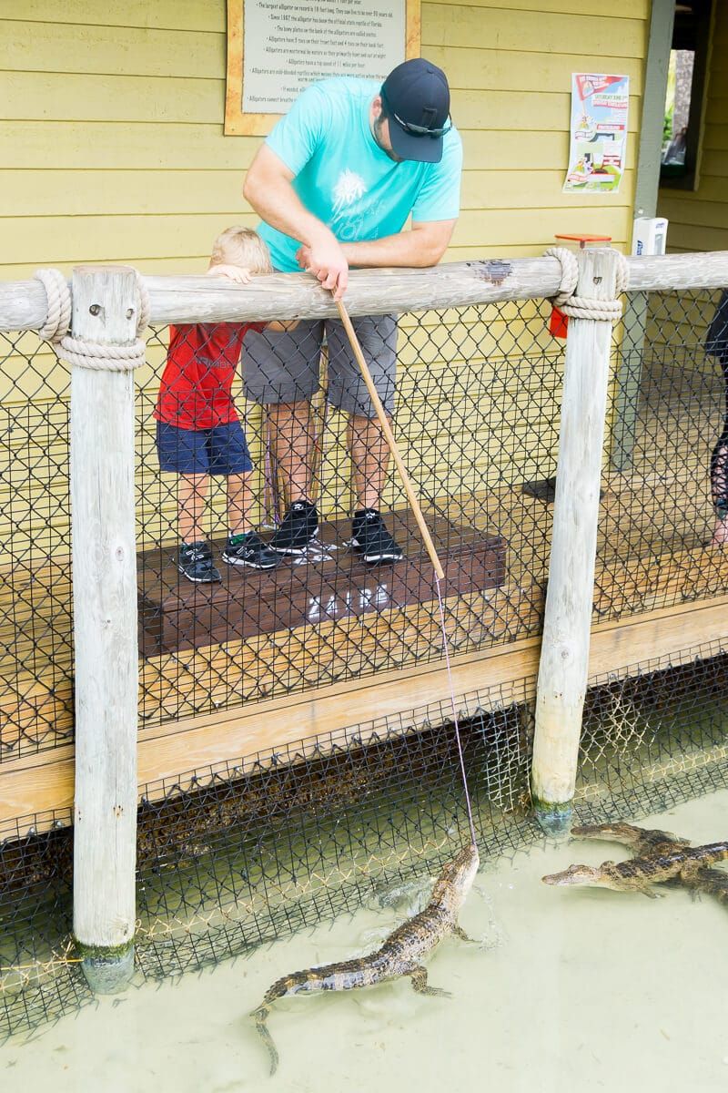 Sööda alligaatoreid Kongo jõe golfi Daytona rannas