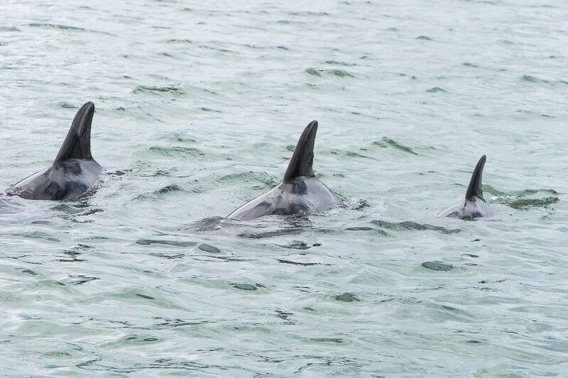 Videti delfine in morske krave je ena najboljših stvari v Daytona Beachu