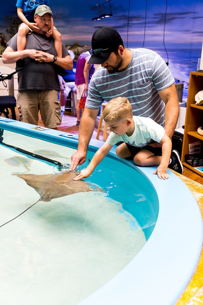 Rayas para mascotas en el centro de ciencias marinas de Daytona Beach