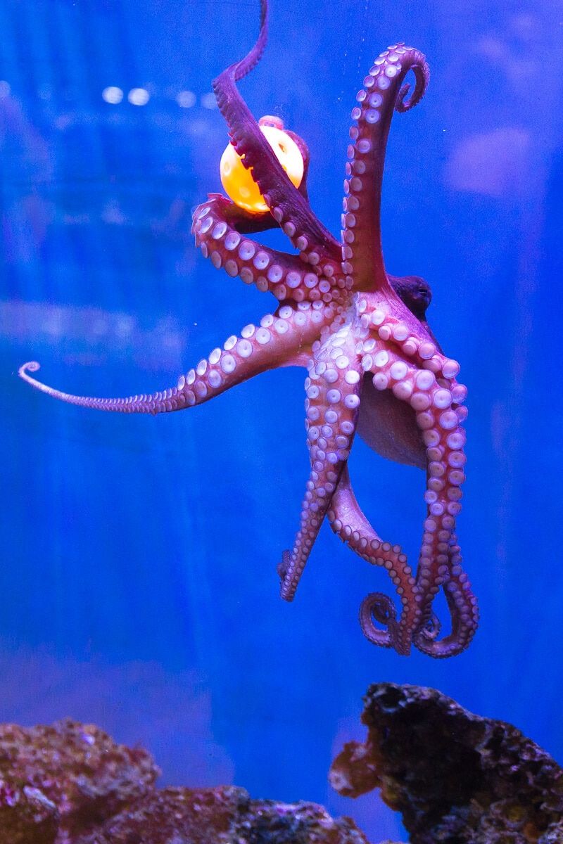 Astoņkāji spēlē, lai uzlabotos jūras zinātnes centrā Deitona