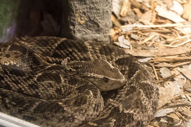 Se alla slags ormar på Reptile Discovery Center