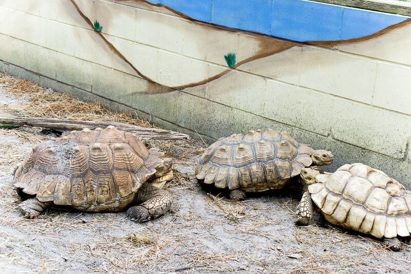 Havssköldpaddor på Reptile Discovery Center i Daytona Beach