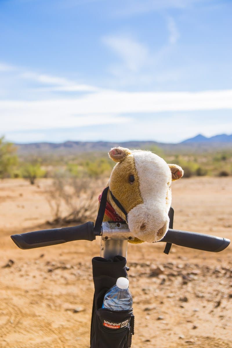 Тур на сигвеях по пустыне - одно из самых интересных занятий в Фениксе, штат Аризона.