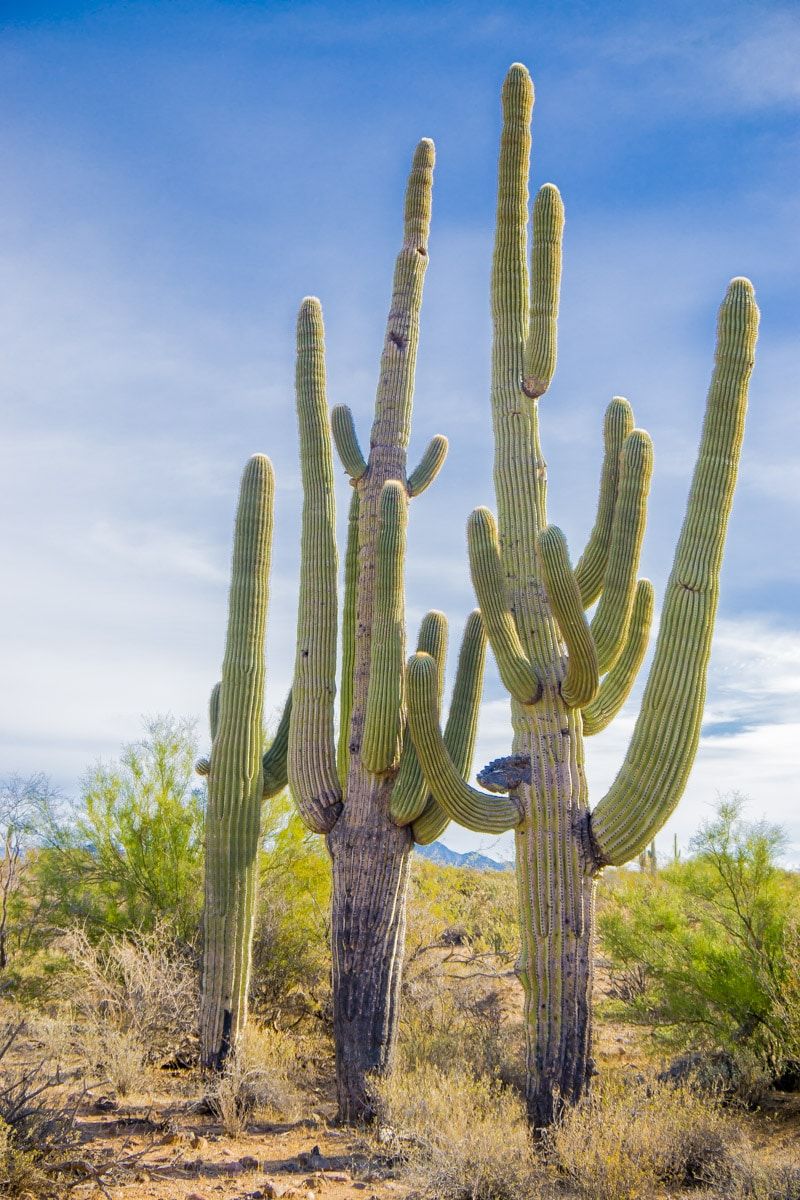 Kaktus terlihat di petualangan Fort Mcdowell