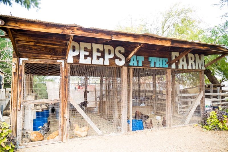 Užiť si peeps na Farme v južnej hore je jednou z najzábavnejších vecí, ktoré môžete vo Phoenixe AZ robiť