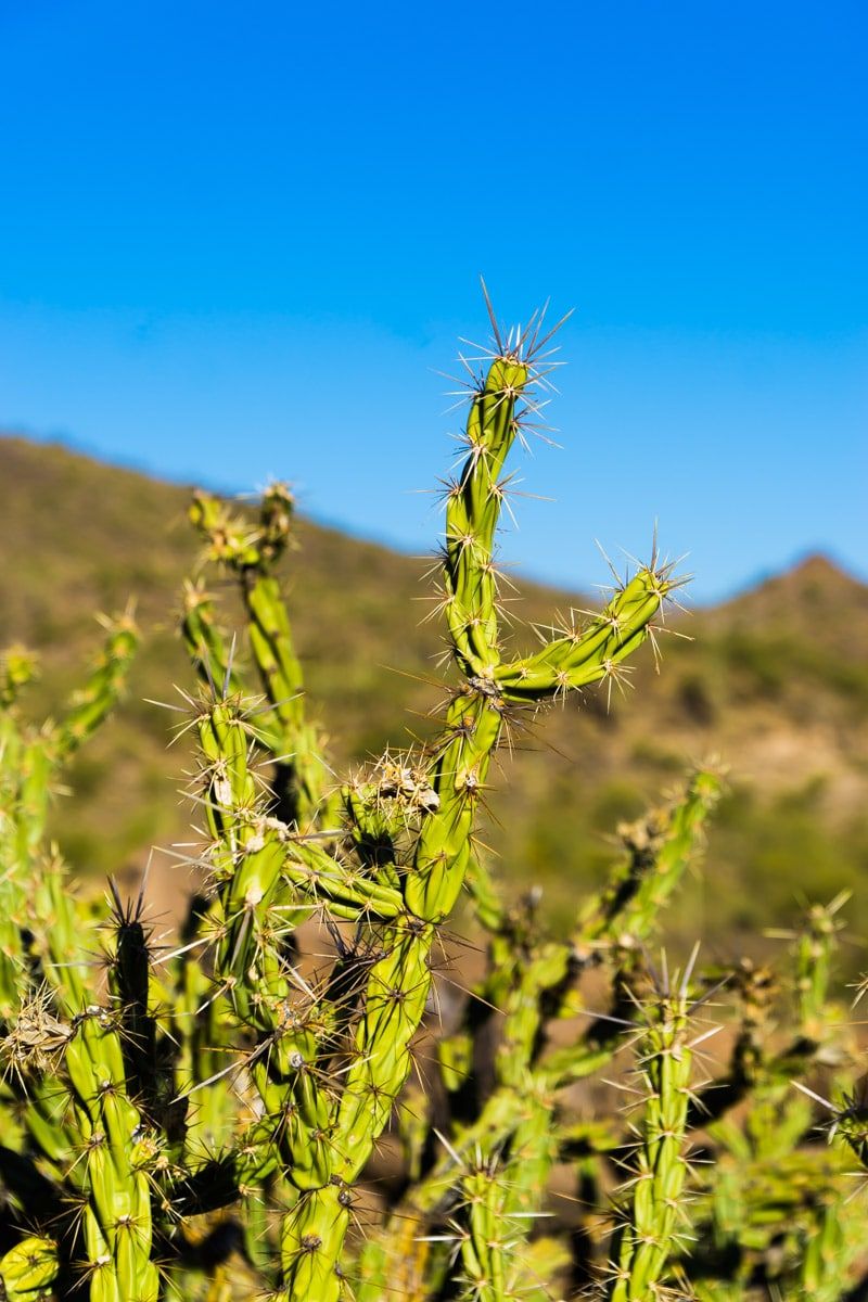 Obrázok kaktusu videný pri zábavných veciach vo Phoenixe v Arizone
