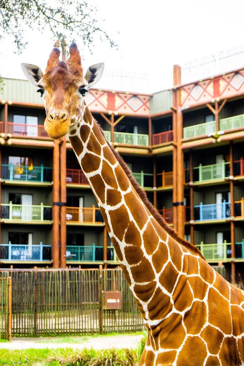 Safari Animal Lodge Lodge je jednou z nejlepších věcí, které můžete v Disney Worldu dělat